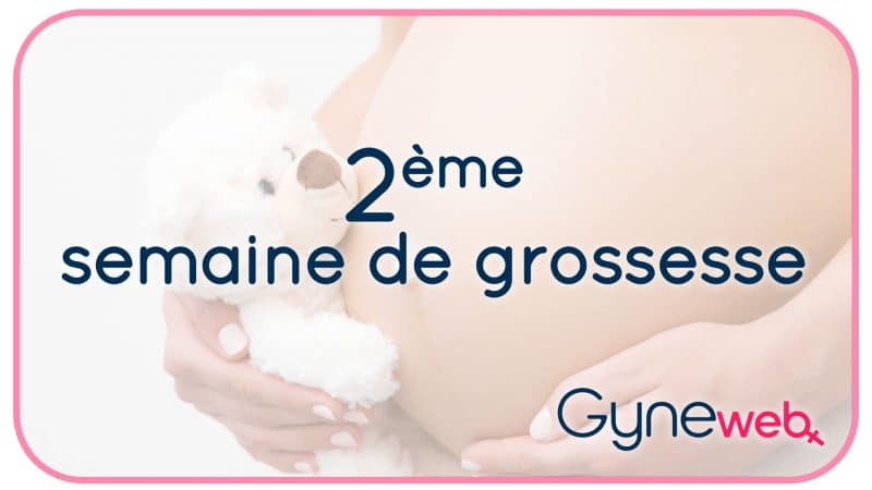 2-ème-semaine-grossesse